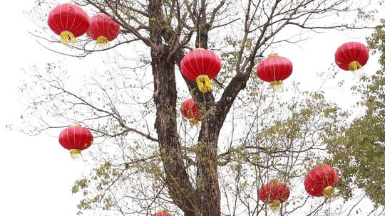 庆祝春节的灯笼