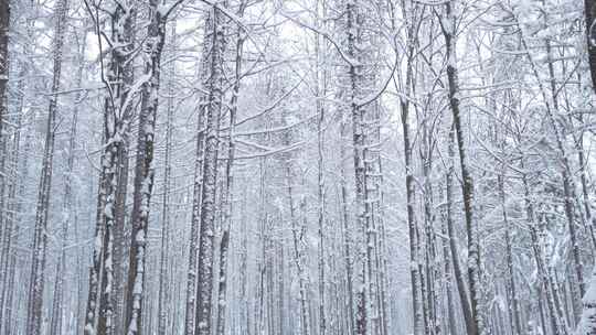 伏牛山冬季雪景雾凇