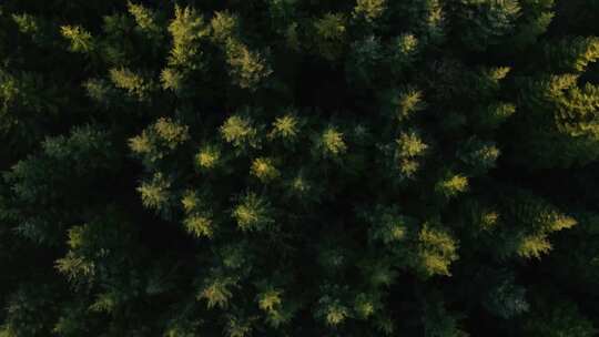 航拍森林绿色落叶松松林俯拍树林绿色植被视频素材模板下载