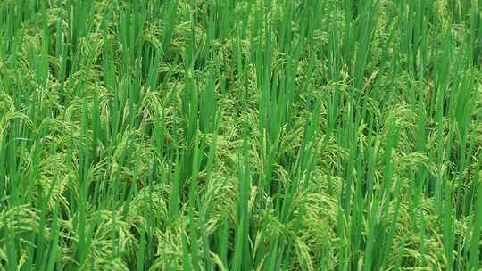 农村稻田水稻农业生态丰收素材