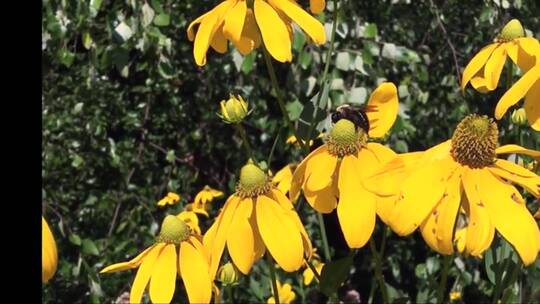 蜜蜂在黄色花蕊中授粉