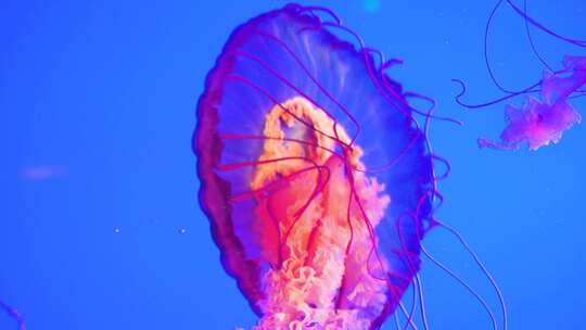 海洋生物海洋馆水母优雅的游动