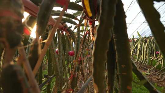 水果种植 火龙果树 火龙果种植基地