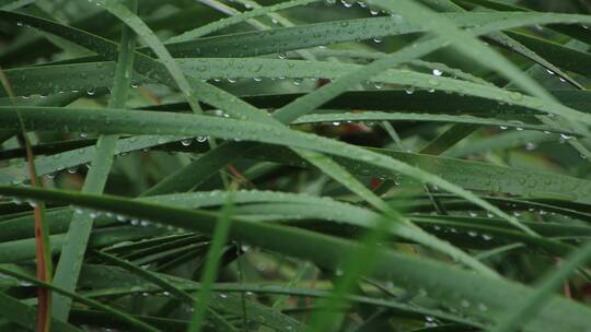 威海里口山张村河里的菖蒲叶子