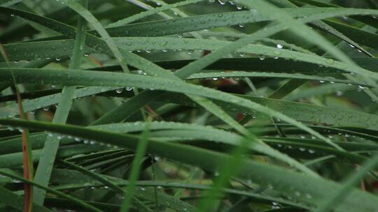 威海里口山张村河里的菖蒲叶子视频素材模板下载