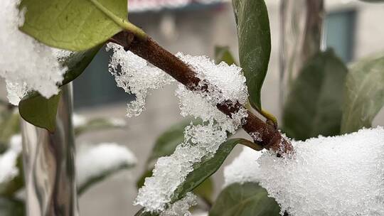 冬天的白雪视频