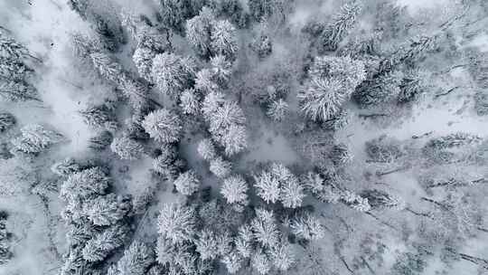 森林中白雪皑皑