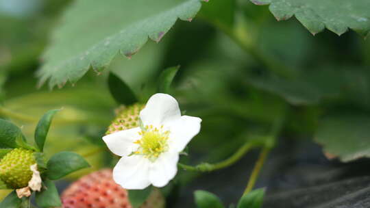 农民田间劳动种植蔬菜蔬菜大棚里的蔬菜草莓