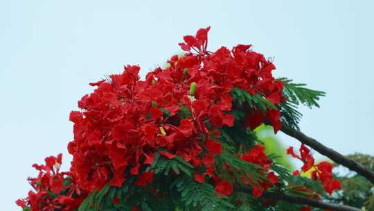 盛开的红色凤凰花特写