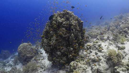 珊瑚、珊瑚礁、鱼类、海洋生物