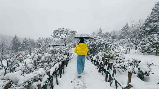 撑伞漫步雪中：华顶森林公园杜鹃园女子背影