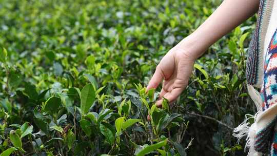茶叶种植一位女农民的手在茶园采摘成熟的茶