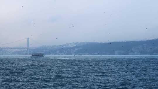 大海 海鸥 海岸线