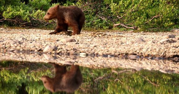 母熊带小熊幼崽湖边玩耍觅食