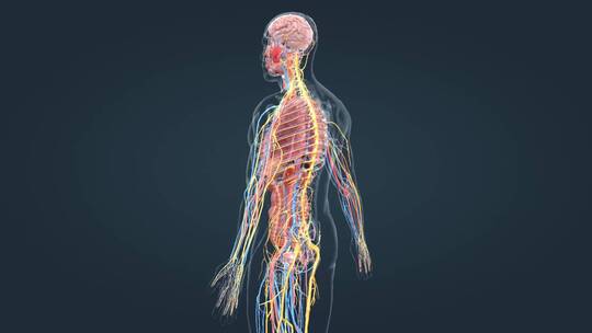 医学三维动画消化系统十二指肠3D医疗动画