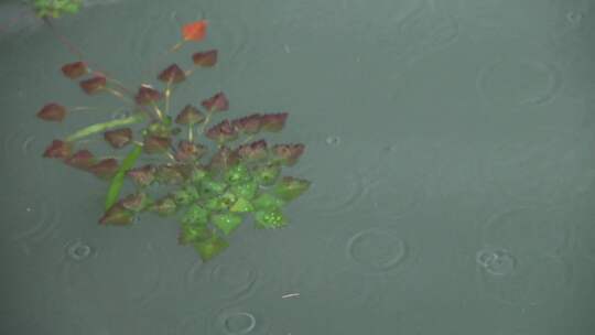 在风雨和水中飘摇的野菱角