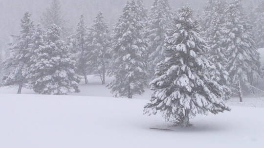 被大雪覆盖的松树林