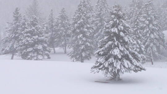 被大雪覆盖的松树林视频素材模板下载