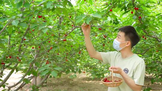 一个少年在樱桃园里摘樱桃