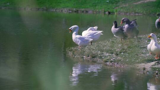 4K升格实拍公园里池塘中放养的鸭子和鹅视频素材模板下载