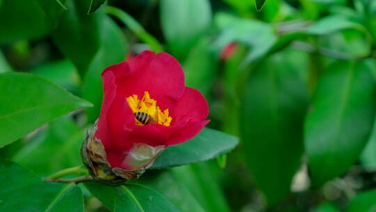 花园蜜蜂飞舞采蜜 茶花 中华野山蜂