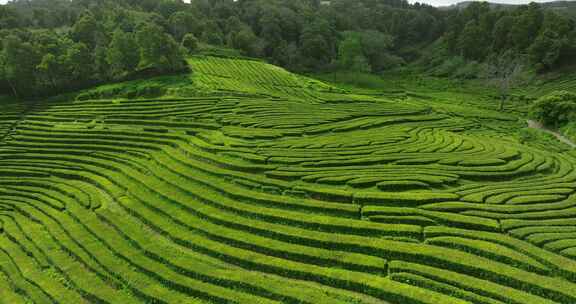 种植园，梯田，茶，绿色