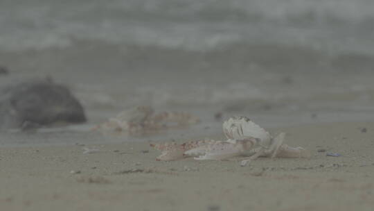 海边沙滩螃蟹空境