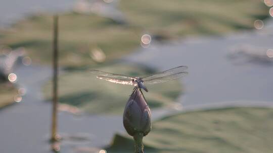 蜻蜓起飞