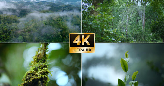 4k茶园生态热带雨林云雾森林茶树芽微生物