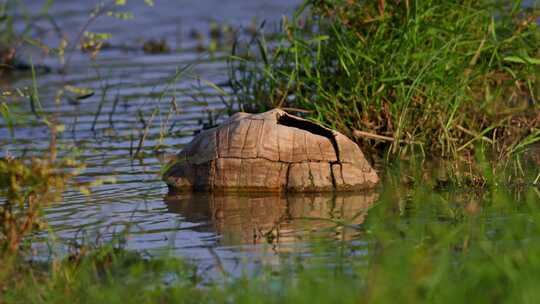 龟壳，湖，Stigmochelys Pa