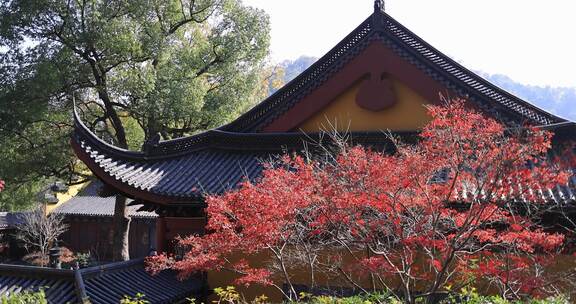 杭州永福寺红枫秋景