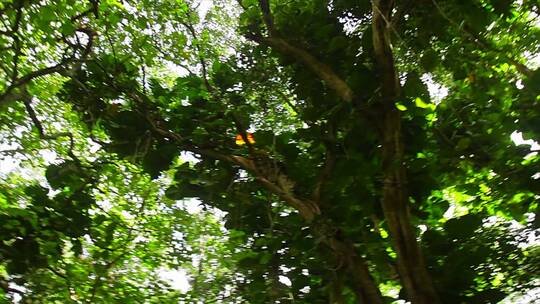 头顶丛林树冠低角度视角视频素材模板下载