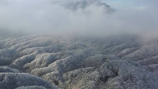 森林-航拍森林-大自然森林云雾-云海雪景