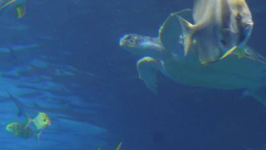 深海海龟乌龟水龟海底
