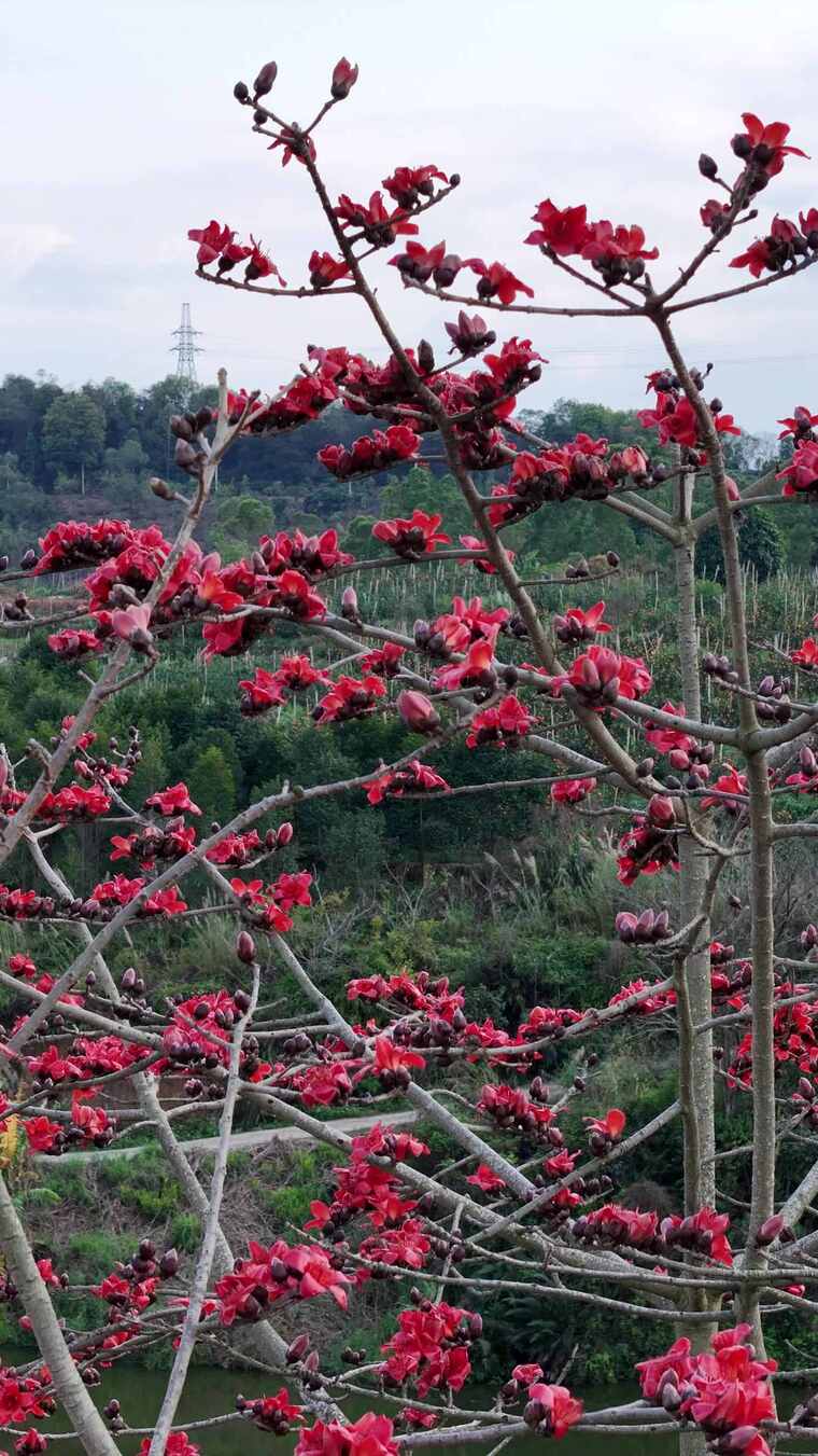 盛开的木棉花自然风光素材