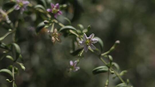 枸杞花虚化