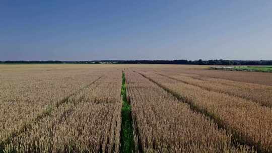 田地、无人机、作物、小麦