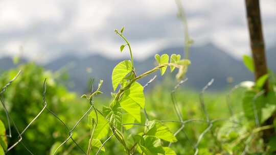 栅栏爬山虎水瓜茄子