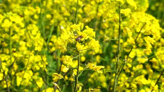 油菜花 蜜蜂采蜜