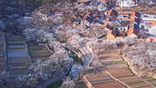 青岛樱花九上沟樱花