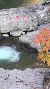 竖屏航拍10月黎坪森林公园玉带河岸红叶美景