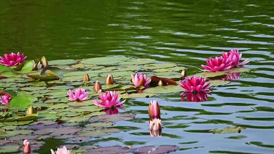 夏天池塘里盛开的睡莲在水流下摇动唯美慢镜