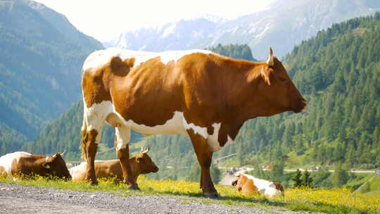 奶牛动物高山森林山脉自然