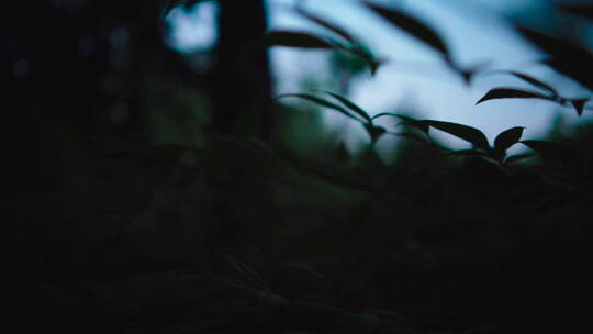 植物森林治愈雨水唯美意境清新自然