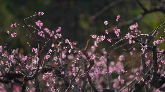 春天桃花盛开