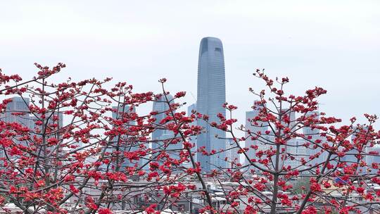 中国广东省广州市海珠区黄埔村木棉花