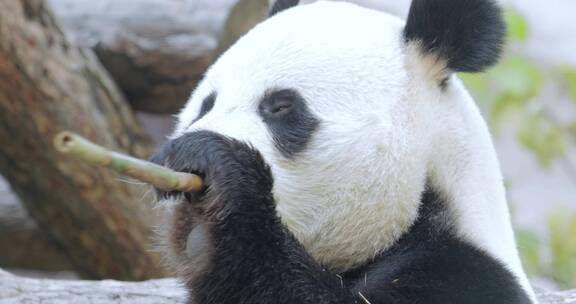 熊猫吃竹子近距离特写