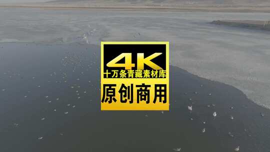 青海青海湖湖面飞鸟航拍视频高清在线视频素材下载