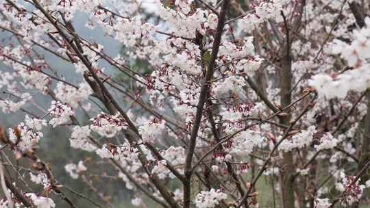 春天阳光下的樱花花朵