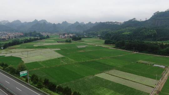 航拍水稻农业种植稻田